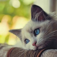 Avatar người chơi Liễu Thùy My tại bonos777